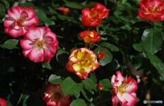 庭に咲く花39「薔薇④」