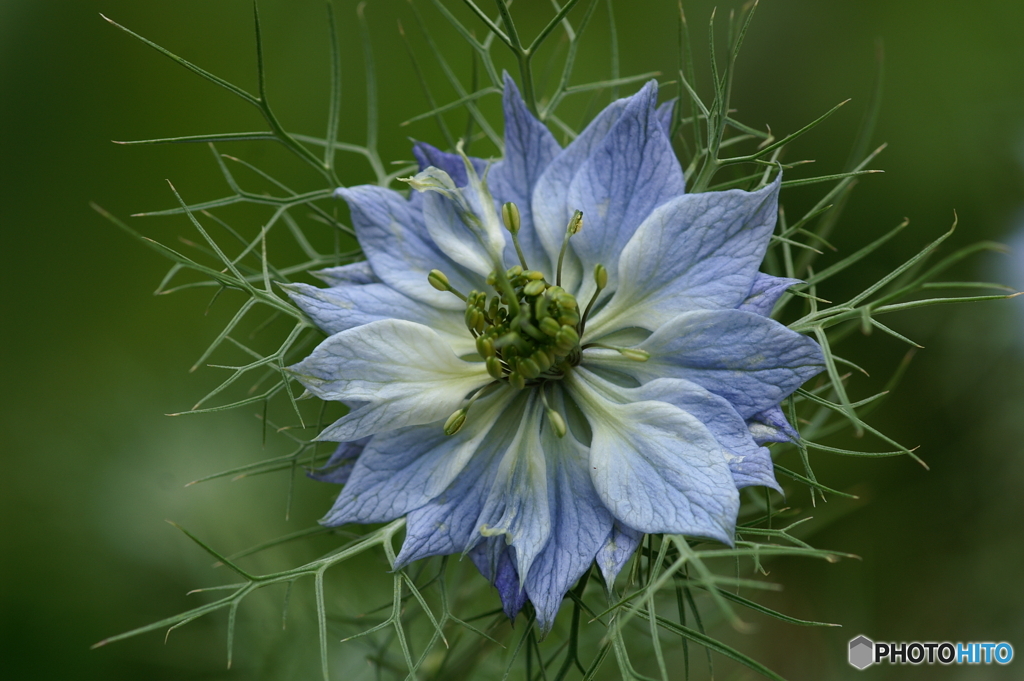 庭に咲く花42「ニゲラ」