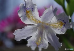 庭に咲く花25「シャガ①」