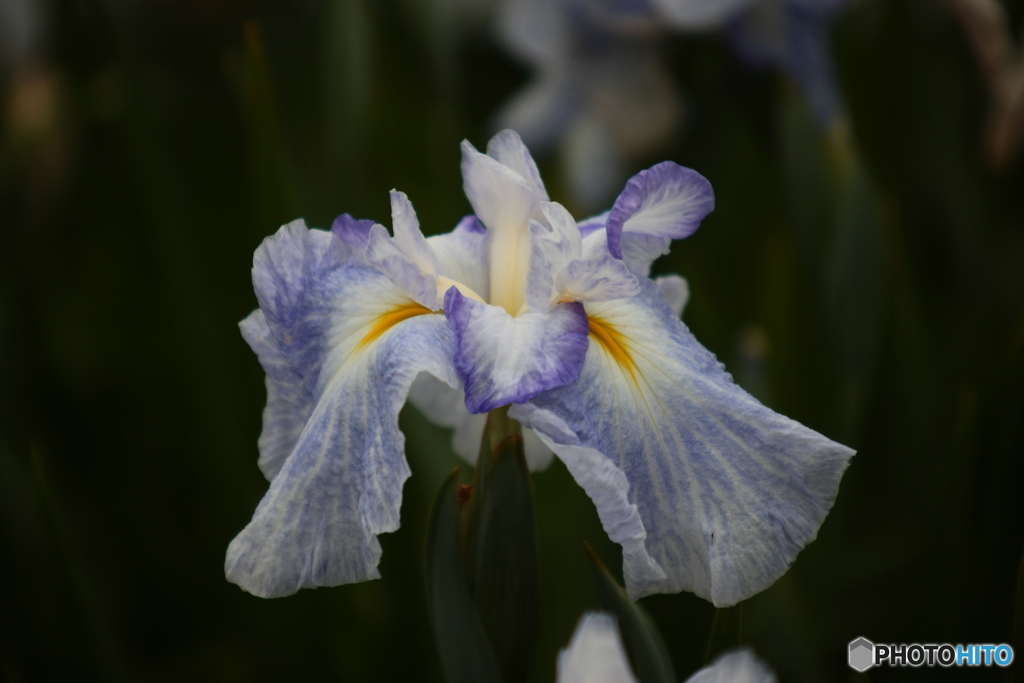 花菖蒲1「伊勢系＝青水巴」