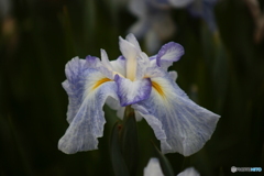 花菖蒲1「伊勢系＝青水巴」