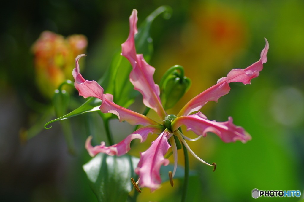 庭に咲く花78「グロリオサ＝桃色」