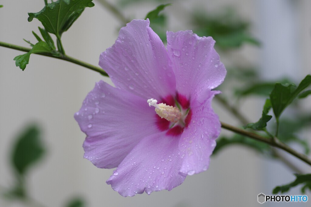 庭に咲く花76「ムクゲ」