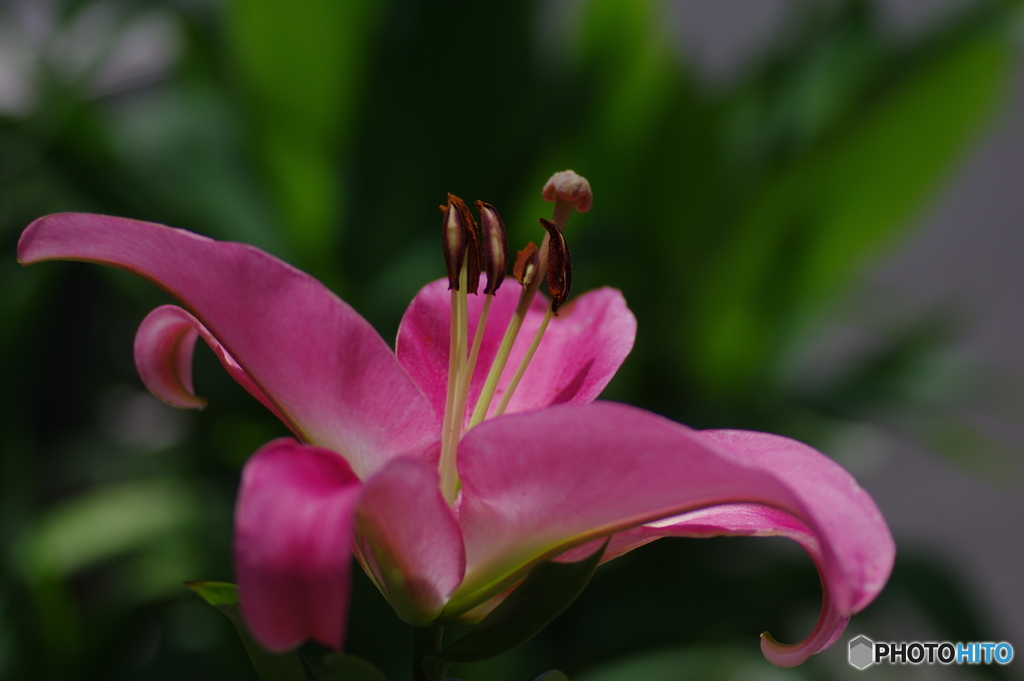 庭に咲く花74「カサブランカ」