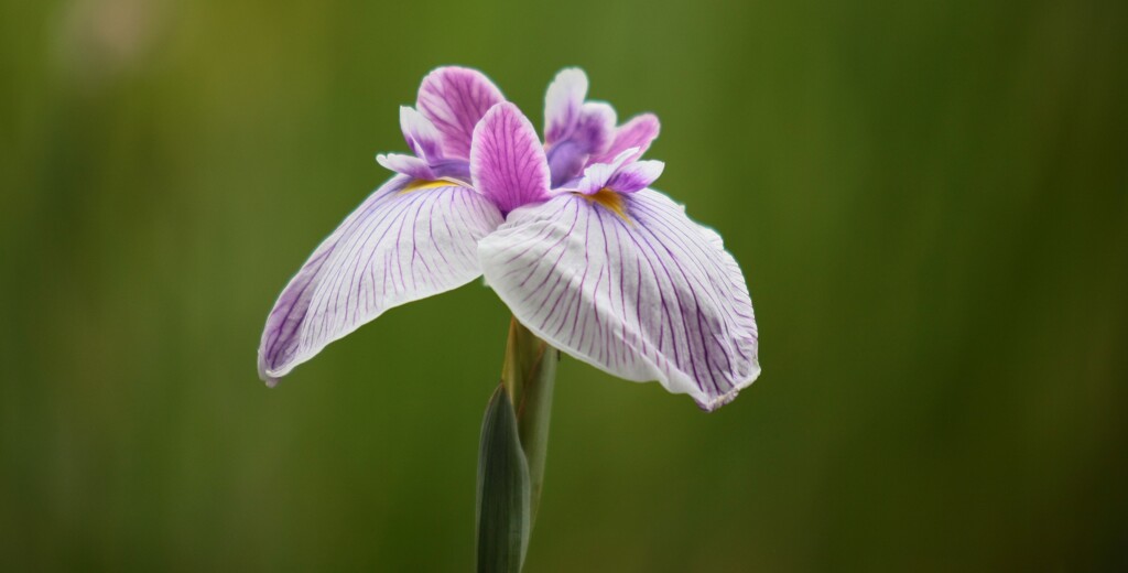 花菖蒲4「江戸系=水玉星」