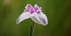 花菖蒲4「江戸系=水玉星」