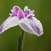 花菖蒲4「江戸系=水玉星」