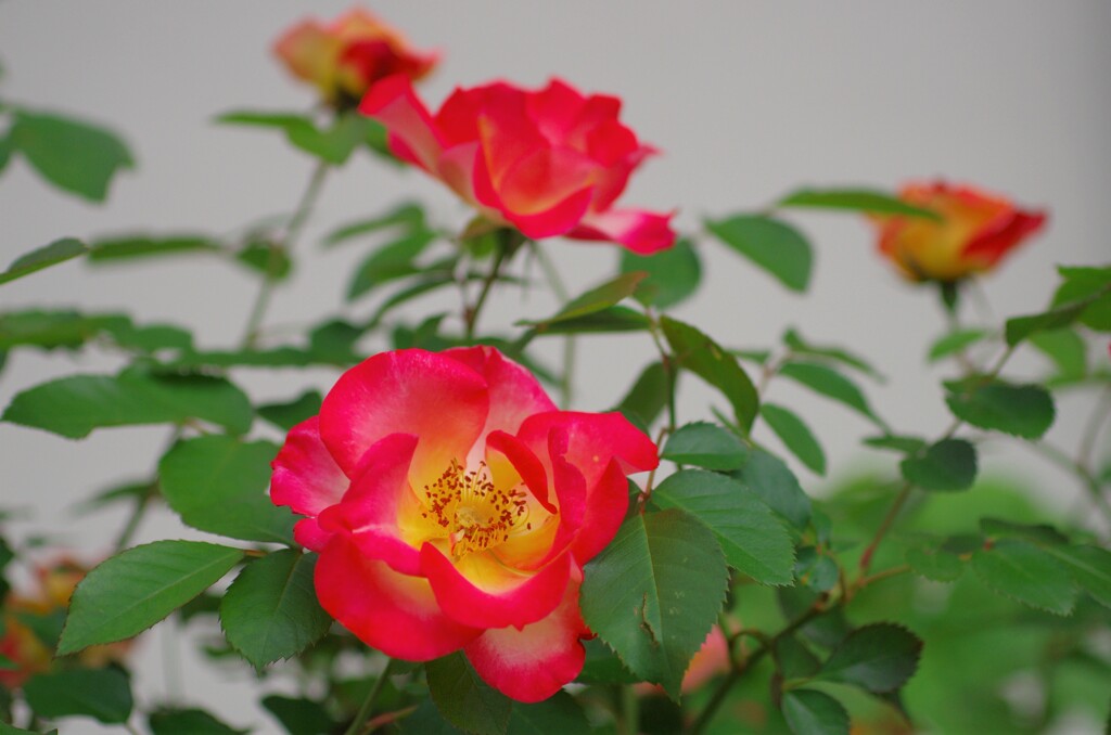 庭に咲く花14「薔薇」