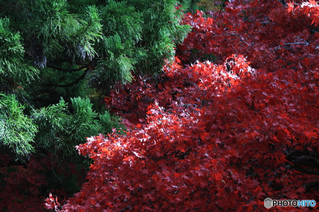 紅い葉と緑の葉