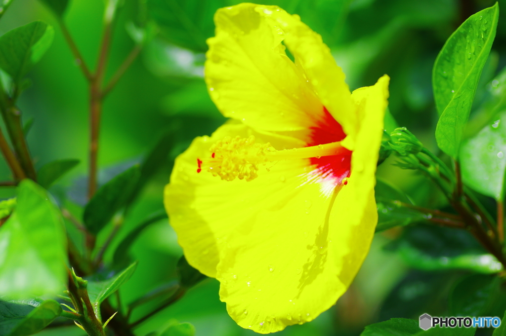 庭に咲く花82「ハイビスカスー黄」