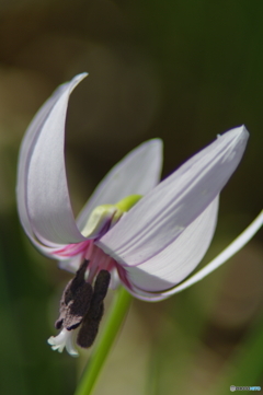 白花カタクリ２（蕊紫）