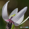 白花カタクリ２（蕊紫）
