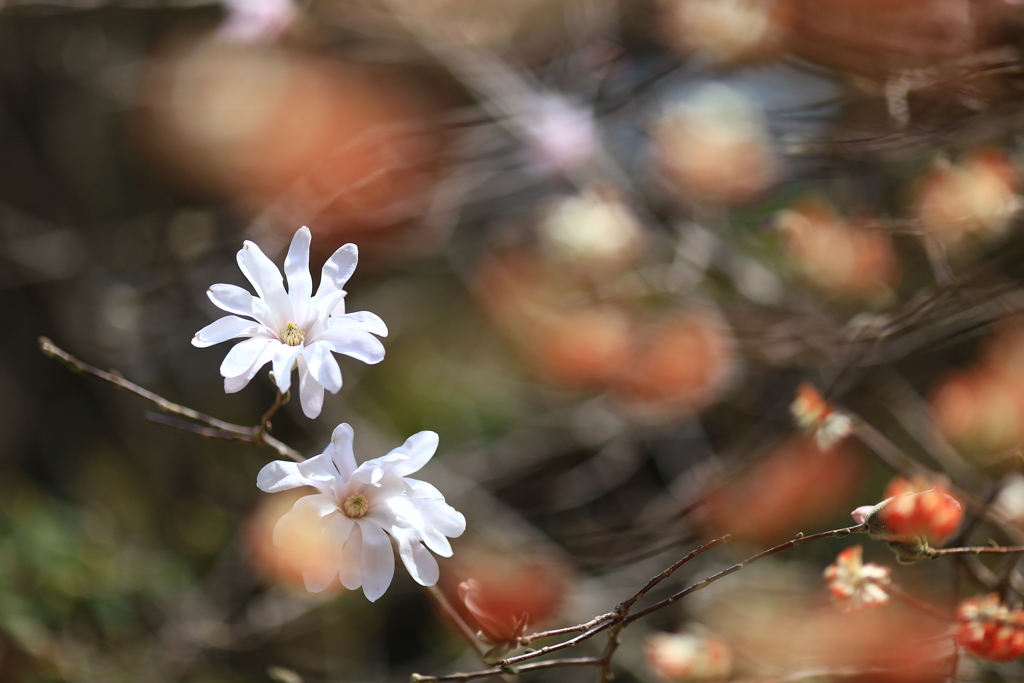 新・早春に咲く花３
