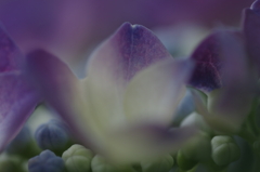 紫陽花の季節２「淡白な色合い」