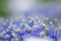 紫陽花の季節３「はじける」