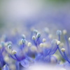 紫陽花の季節３「はじける」