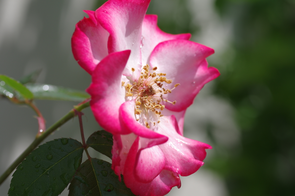 庭に咲く花68「薔薇③」