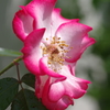 庭に咲く花68「薔薇③」