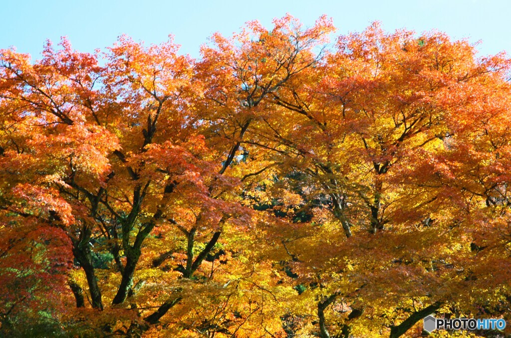 大雄山最乗寺の紅葉２
