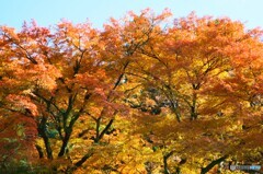 大雄山最乗寺の紅葉２