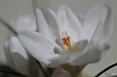 庭に咲く花24「クロッカスー白」