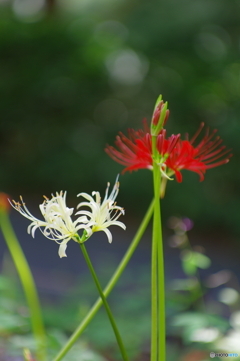 秋を代表する花。