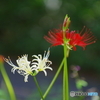 秋を代表する花。