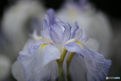 花菖蒲6「ふんわりドレス姿」