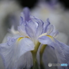 花菖蒲6「ふんわりドレス姿」