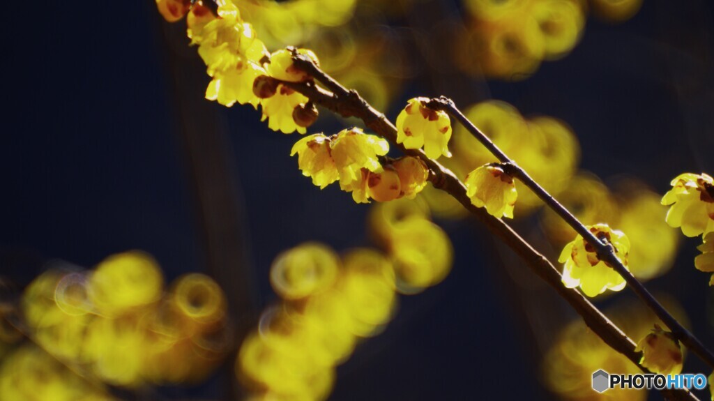 パイン飴の花？を背景に