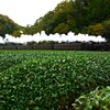 長～い編成と伸び～る白煙