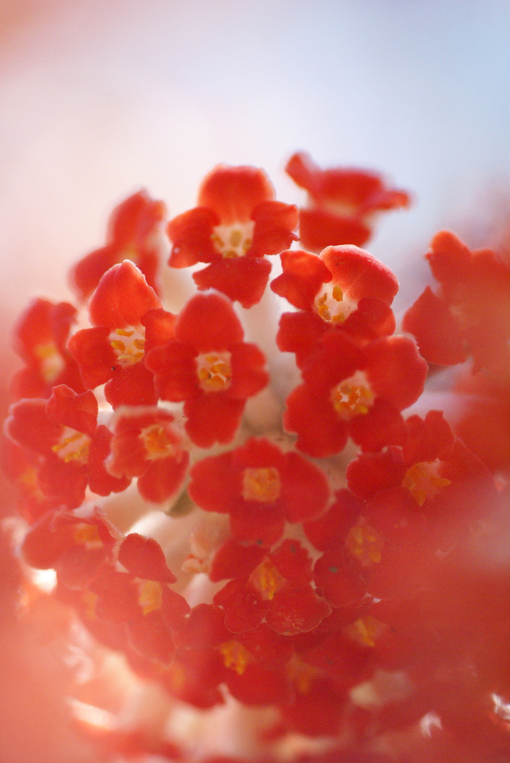 季節の花11「赤色三椏」
