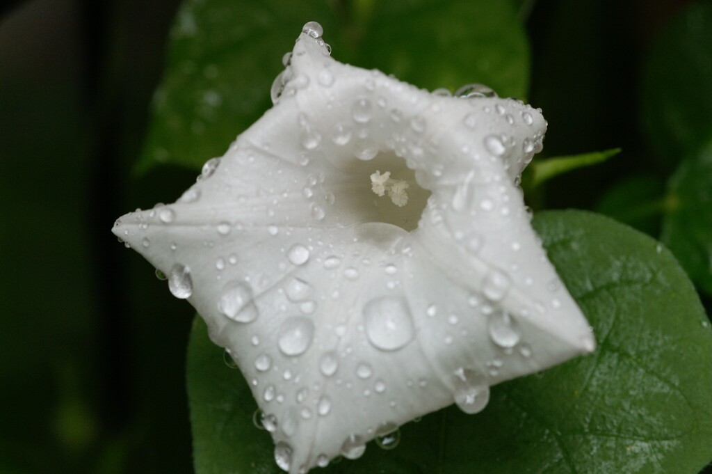 雨に濡れて