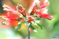 庭に咲く花90「アリストロメリア」