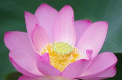 Pink Lotus