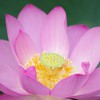 Pink Lotus