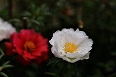 庭に咲く花52「マツバボタン」