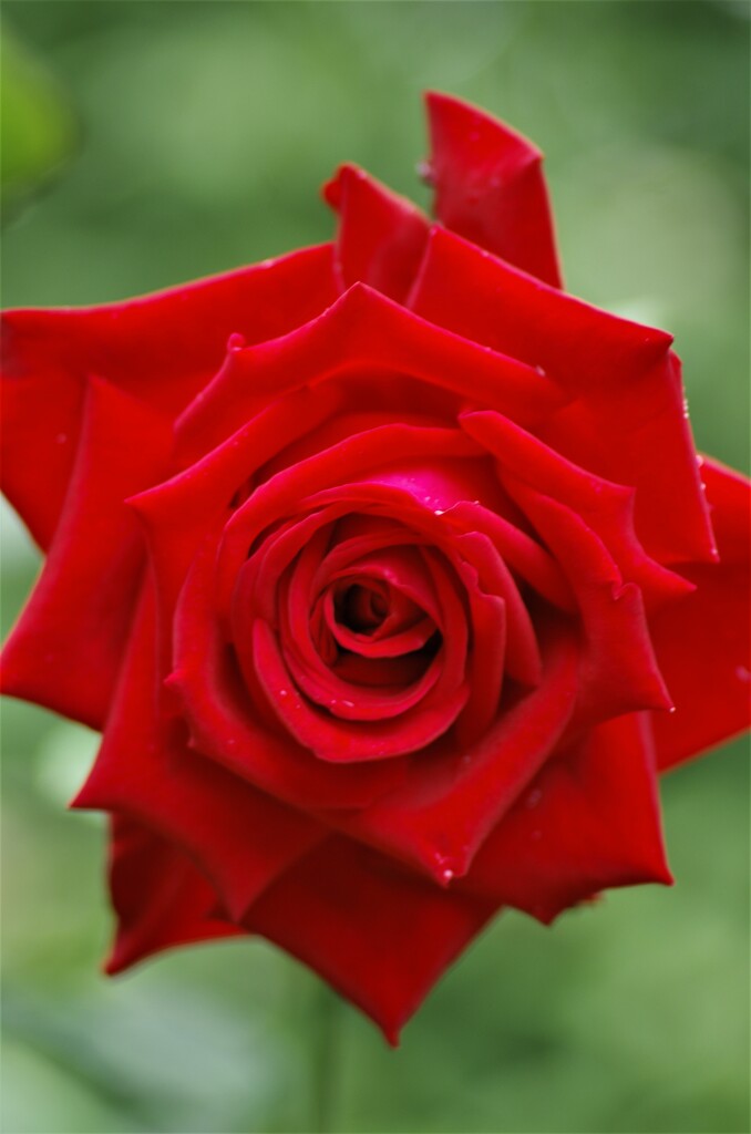 オールドレンズで撮る６「薔薇　ブルグンド’８１」