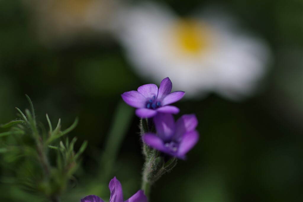 庭に咲く花１「小さな花」