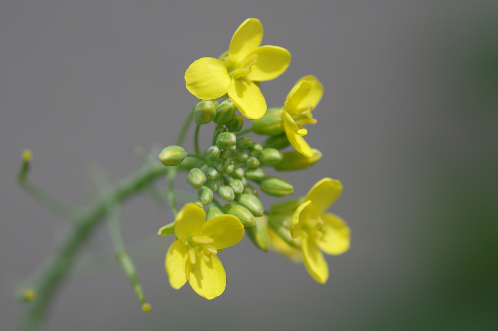 庭に咲く花71「菜の花③」