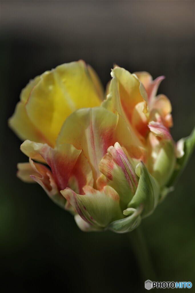 庭に咲く花32「チューリップ③」
