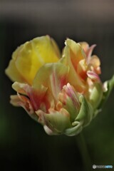 庭に咲く花32「チューリップ③」