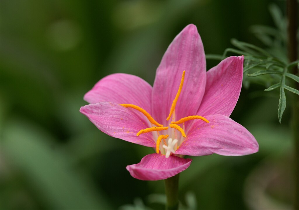 庭に咲く花50「ゼフィランサス」