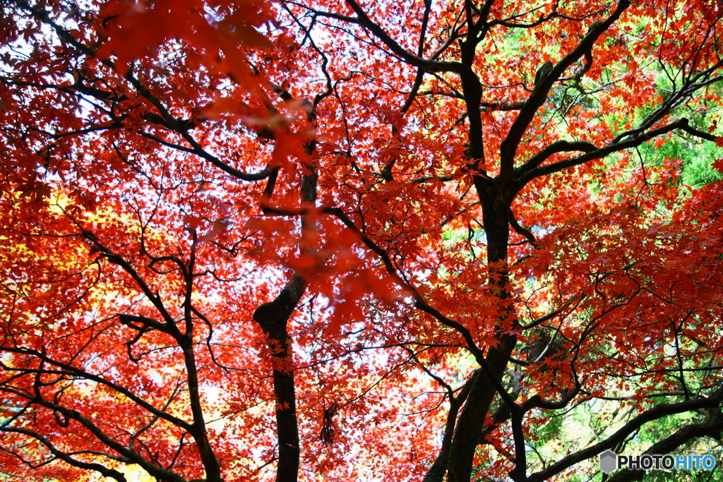 大雄山最乗寺の紅葉