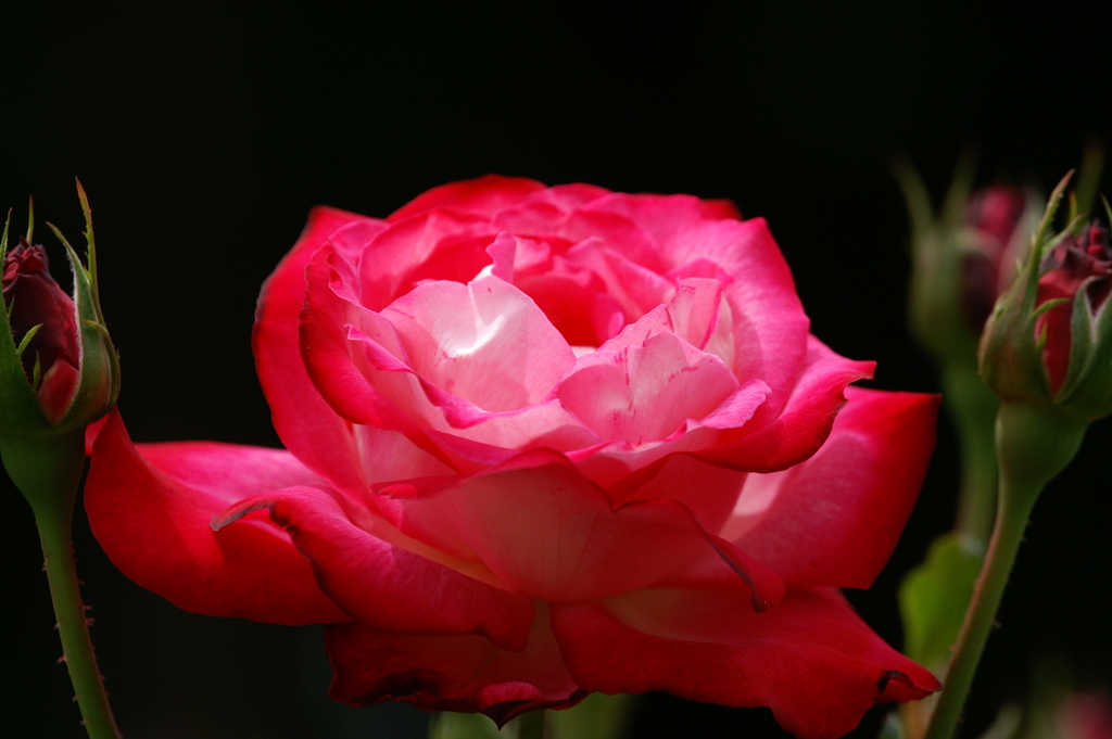 開花しだした薔薇