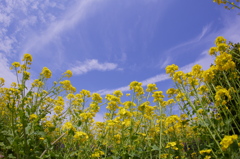 菜の花