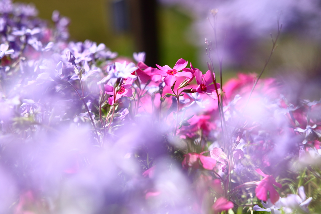 芝桜！