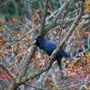 朝一番　カラス鳴く！