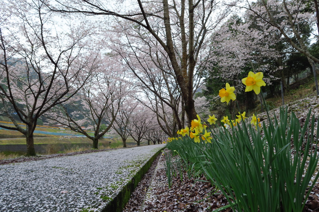 水仙と一緒に
