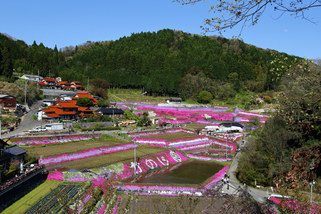 大道理芝桜景